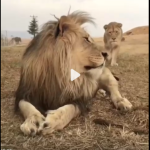 Group logo of AKa Agu Nwa OduM